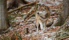 Lupo, nuove strategie di gestione: i Parchi nazionali a confronto nel progetto Wolfnext