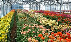 Florovivaismo in serra