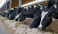 Latte, analisi della situazione. Si prospetta un anno difficile