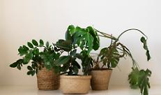 Myplant & Garden 2026: il florovivaismo italiano tra record produttivi ed export da 1,3 miliardi