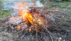 Disposizioni inerenti alla combustione in loco di residui vegetali, agricoli e forestali