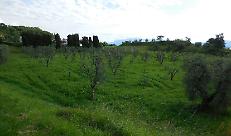 Misure fitosanitarie per la combustione del materiale risultante dalle potature al fine di tutelare l&rsquo;areale olivicolo lombardo