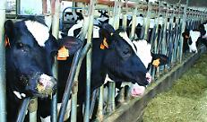 Latte: quotazioni alla stalla in picchiata, ma i prezzi al consumo non calano