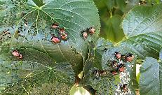 BANDO SRD06: Investimenti per il ripristino e la prevenzione del potenziale produttivo agricolo