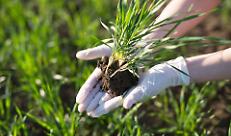 Rincari su gasolio e fertilizzanti mettono in crisi le aziende agricole