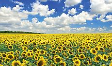 Agricoltura e ambiente: il rapporto di Regione Lombardia