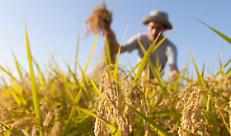 Crotti: “L’anticipo PAC sarà un’iniezione di liquidità fondamentale per il rilancio del comparto agricolo lombardo”