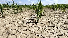 Confagricoltura in audizione al Senato con le Commissioni ambiente e agricoltura