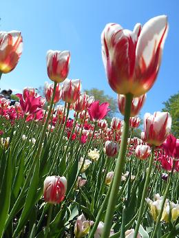 Fra mercatino e tulipani
