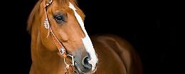 Finalmente la giusta attenzione alla filiera del cavallo