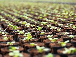 Come richiesto da Confagricoltura, ulteriore proroga alla sospensione del contributo CONAI su vasi per fiori e piante