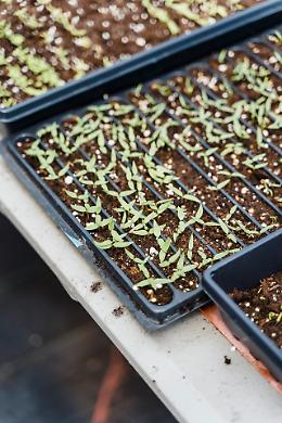 "I vasi per fiori e piante vanno trattati da mezzi di produzione e non da imballaggi"