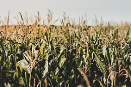 Cerealicoltura, indicazioni per migliorare produzioni, qualità e reddito