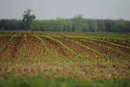 "ColtivaItalia": il commento di Confagricoltura Mi-Lo-Mb