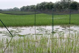 Attacco all'agricoltura del futuro, distrutto il campo sperimentale Tea a Pavia