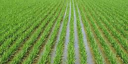 Tea: dal trilogo Ue primo ok al nuovo regolamento