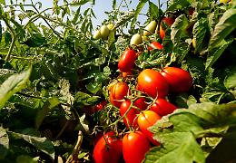 Ferrari: &laquo;Per il pomodoro da industria si presenta un anno difficile. Accordo sul prezzo ancora lontano&raquo;