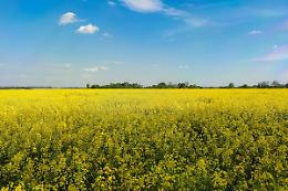 Ismea, riapre il bando "Generazione Terra" per favorire l'acquisto di terra da parte di giovani imprenditori