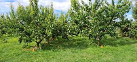 Azienda agricola Il frutteto del Paci'