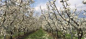 Azienda Agricola il Frutteto 