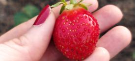 Azienda Agricola Tutti Frutti e Grani