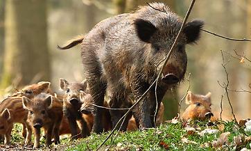 Confagricoltura Lombardia si associa alla protesta dell'assessore Fava per l'impugnazione della norma sul contenimento degli ungulati