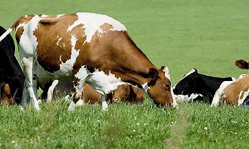 Associazione allevatori, situazione di caos: &ldquo;Necessario liberalizzare il sistema dei libri genealogici&rdquo;
