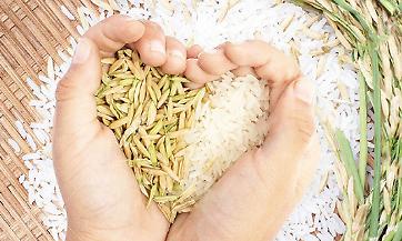 Riso, una proposta di Confagricoltura Lombardia in favore dell&rsquo;innovazione e contro la burocrazia