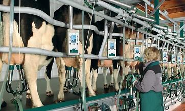 Prezzo del latte: Italatte minaccia di non rispettare il contratto, Boselli: &ldquo;Siano riconosciuti 41,5 centesimi/litro come concordato&rdquo;