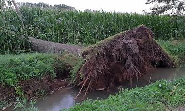 Nuova ondata di maltempo, &ldquo;gravissimi danni ai campi di mais e alle strutture&rdquo;