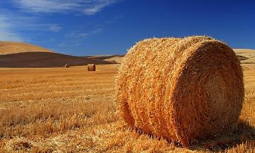 Stage Anga in Usa e Australia