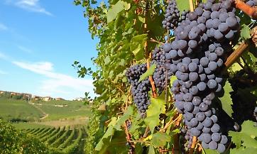 Cantina Sociale di Canneto Pavese, Confagricoltura Lombardia:  “Gravissimo danno di immagine, la magistratura faccia luce sull’accaduto”