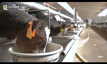 Alla scoperta dell'allevamento dei vitelli a carne bianca: la società agricola Tosi di Remedello