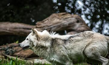 Lupo declassato: Un passo avanti importante per garantire maggiore equilibrio nei territori