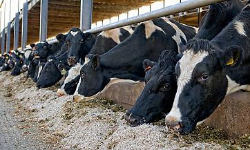 Vacche da latte  alla mangiatoia