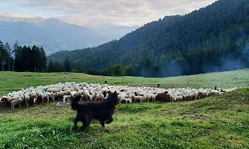 Registrazione dei percorsi di pascolo vagante: note per l'annualit&agrave; 2026