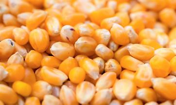 Granella di mais