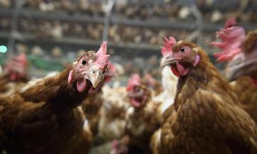 Influenza aviaria: varate misure straordinarie per prevenire il contagio