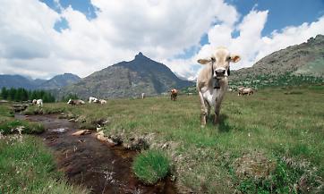 Vacche in alpeggio