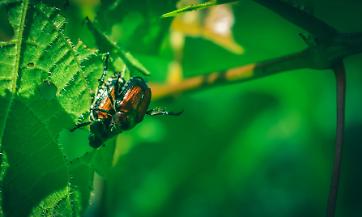 Bando SRD06: investimenti per la prevenzione del rischio fitosanitario e l&rsquo;adattamento ai cambiamenti climatici