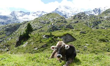 Bando SRB 01: sostegno concreto per le aziende agricole di montagna