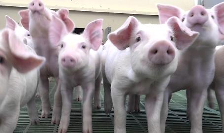 TAVOLO SUINI, CONFAGRICOLTURA: LAVORARE SU PROGRAMMAZIONE, PROMOZIONE ED EXPORT 