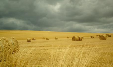 Incontro Federazione Regionale Cerealicola