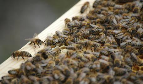 Approvato Manuale Sistema Identificazione e Registrazione