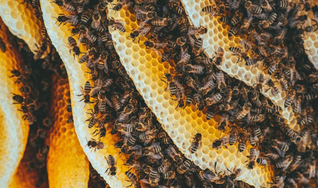 Al via il Piano apistico 2025/2026 della Lombardia