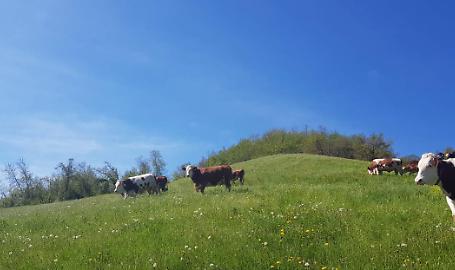 Circolare Agea aziende di montagna: Confagricoltura Lombardia vince il ricorso al Tar e sospende l'adempimento