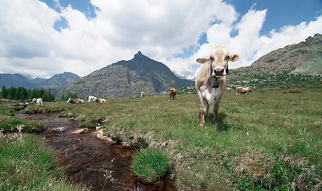 Vacche in alpeggio