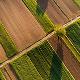 Quaderno di campagna, proroga di un anno. La soddisfazione di Confagricoltura Lombardia
