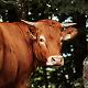 Contributi in arrivo: anticipo Pac dal 16 ottobre e premi per bovini da carne