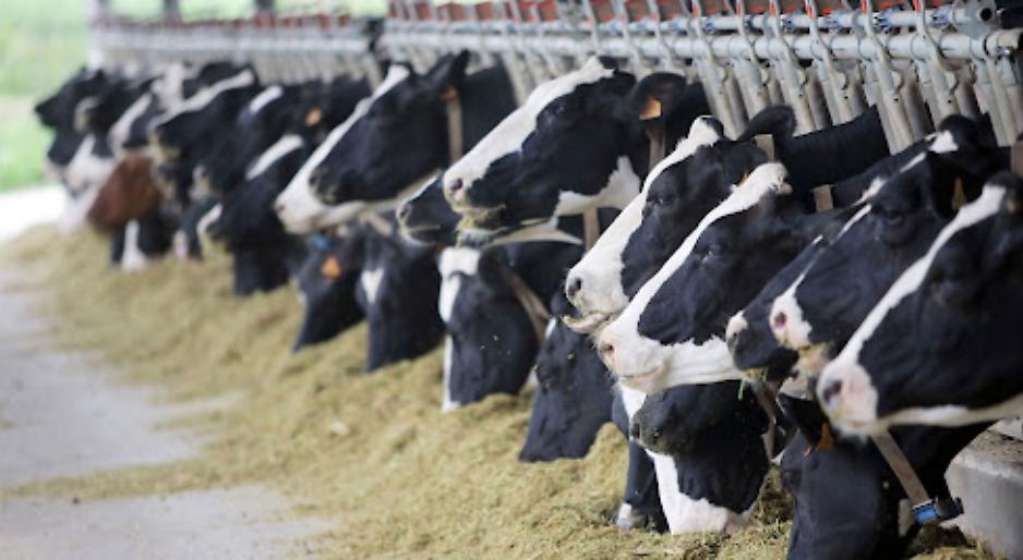 Il prezzo del latte &egrave; crollato